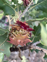 Andricus dentimitratus