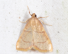 Hypsopygia