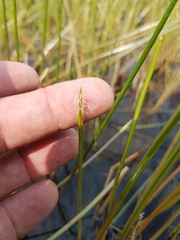 Eleocharis robbinsii