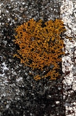 Xanthomendoza weberi