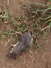 Crocidura suaveolens