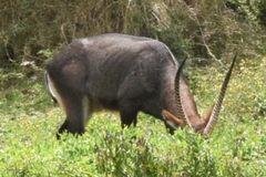 Kobus ellipsiprymnus defassa