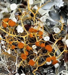 Teloschistes exilis