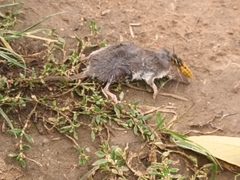 Crocidura suaveolens