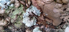 Fungi
