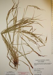 Carex debilis rudgei
