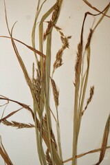 Carex debilis rudgei