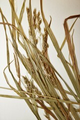 Carex debilis rudgei