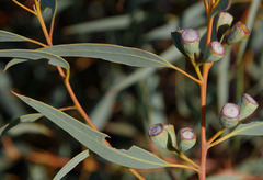 Eucalyptus eudesmioides