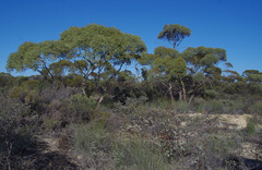 Eucalyptus eudesmioides