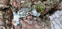 Fungi