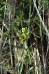 Ophrys