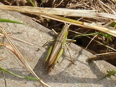 Chorthippus albomarginatus