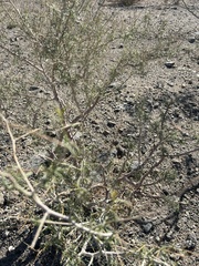 Psorothamnus schottii