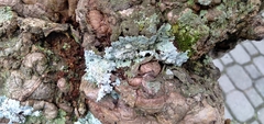 Fungi