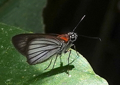 Paracarystus hypargyra