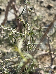 Psorothamnus schottii