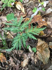 Sceptridium dissectum