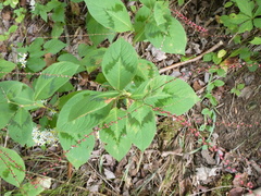 Persicaria filiformis