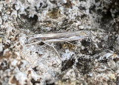 Agriphila trabeatellus