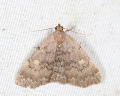 Idia aemula