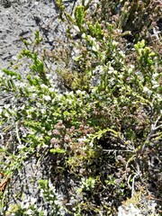 Erica imbricata