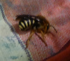 Rhodanthidium septemdentatum