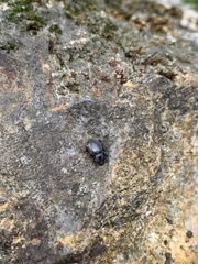 Otiorhynchus meridionalis