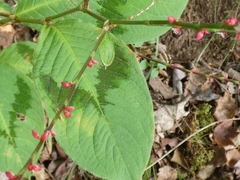 Persicaria filiformis