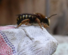 Rhodanthidium septemdentatum