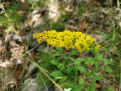 Solidago nemoralis