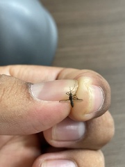 Aedes taeniorhynchus