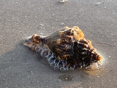 Clibanarius vittatus