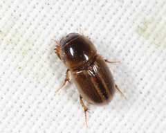 Aphodiini