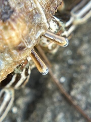 Clibanarius vittatus