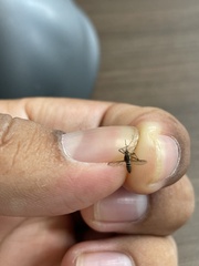 Aedes taeniorhynchus