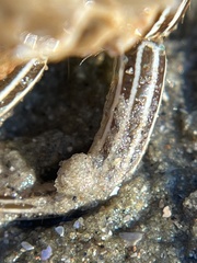 Clibanarius vittatus