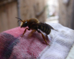 Rhodanthidium septemdentatum
