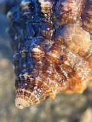 Clibanarius vittatus