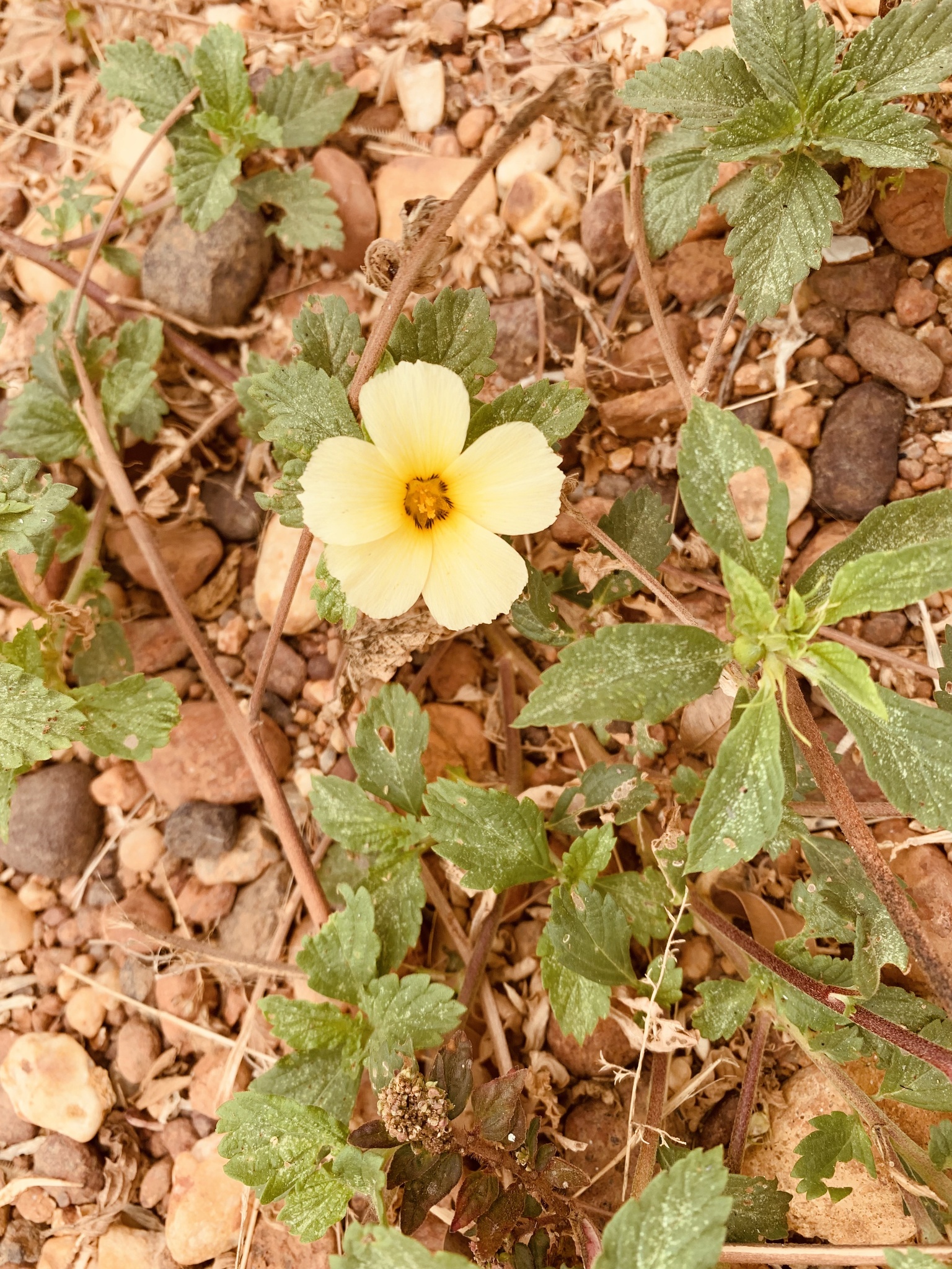 Turnera subulata