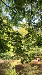 Carpinus betulus