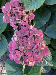 Hydrangea