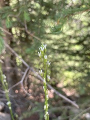 Brassicaceae