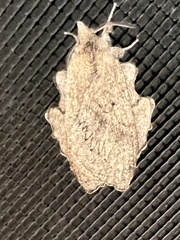 Rhinobombyx cuneata