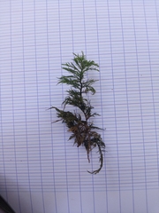 Thuidium tamariscinum