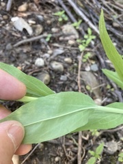 Brassicaceae
