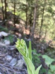 Brassicaceae