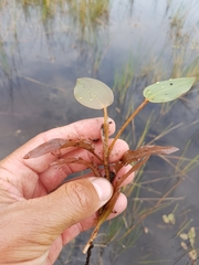 Potamogeton pulcher