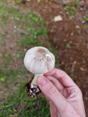 Leucoagaricus leucothites