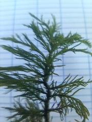 Thuidium tamariscinum